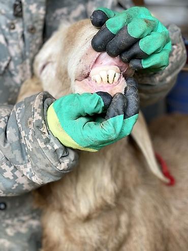 Баран, овца: Продаю | Баран (самец) | Для разведения | Племенные — 5