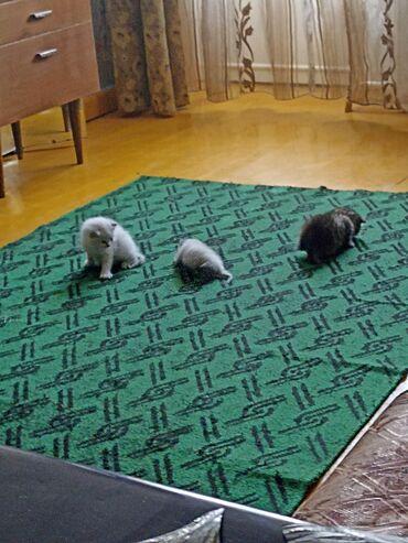 Продажа кошек: Котята . отдам в хорошие руки. - На фото — помет из трёх котят: два — 2