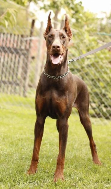 Psi: Stenci dobermana vrhunskog porekla za rezervaciju Rodjeni 23.07.2023 — 10