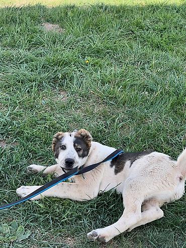 Продажа собак: Алабай, 3 месяца, Самец, С прививкой — 3