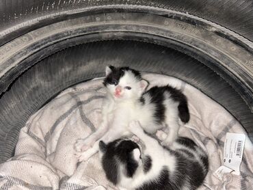 сиамская длинношерстная кошка: Маленькие чёрно-белые котята, уютно устроившиеся на мягкой ткани