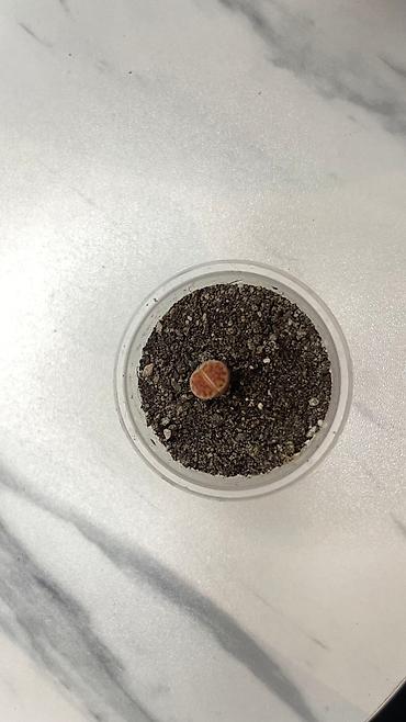 Кактусы: В наличии ❗️‼️ Самые необычные цветы😍как будто с другой планеты 🪐 — 22