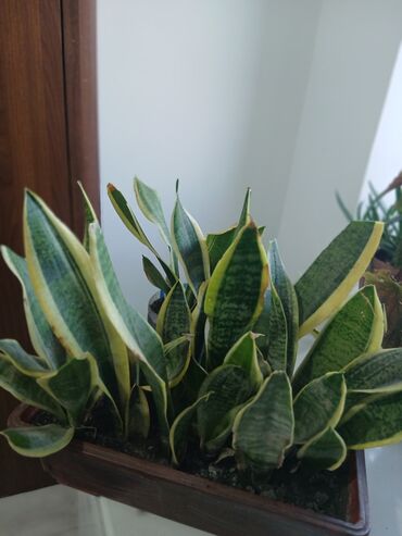 Драцены и Сансевиерии: Большой выбор сансиеверии — 12