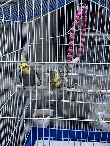 sultan tutuquşusu: Nimfa (Cockatiel) cütlüyü və qəfəs dəsti - Növ: Nimfa tutuquşusu — 3