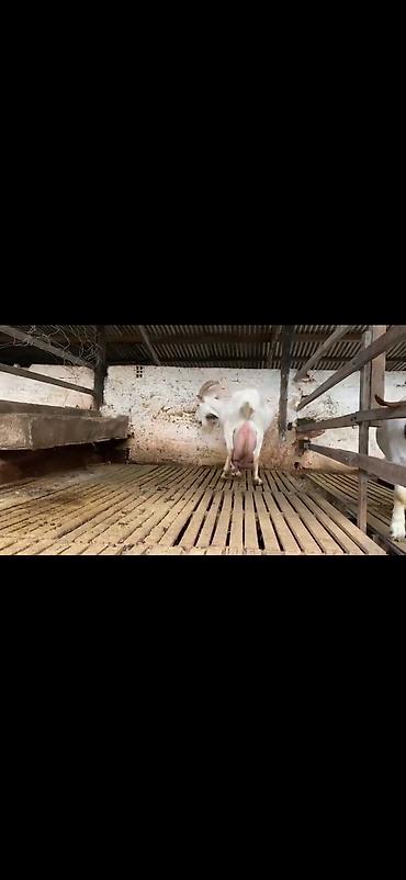 Keçilər, çəpişlər: Süd keçisi – ağ rəngli, uzun buynuzlu - Yüksək süd verimi üçün — 4