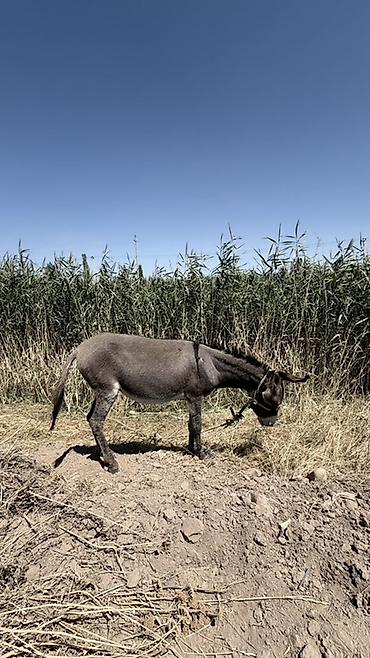 Другие с/х животные: 3 Осол пуродам - Вид: домашний осёл, масть серая, светлая морда и — 5