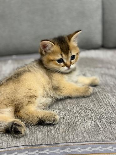 Pişiklər: Şinşilla, Erkək — 4