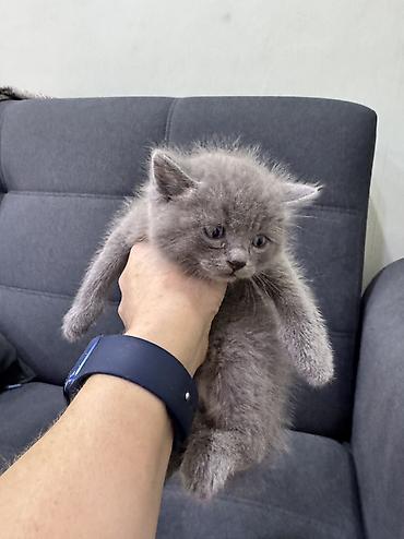 Продажа кошек: Продаю котят Шотландская вислоухая.Котята здоровые,живые,очень — 2