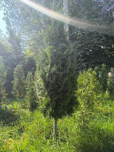 Туя: Туя — 9