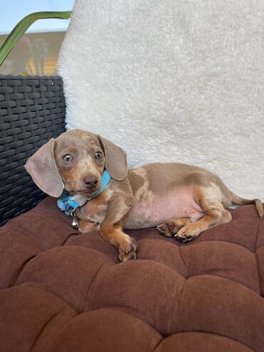 Psi: Odgajivacnica pasa "Happy Puppies" ima u ponudi prelepe stence mini — 9