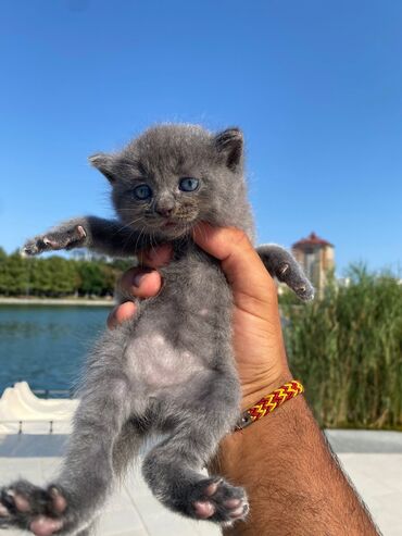 Шотладская вислоухая, Самка, В добрые руки, Бесплатная доставка