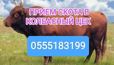 для баранов: Куплю | Коровы, быки, Лошади, кони | Любое состояние, Забитый, На забой, на мясо