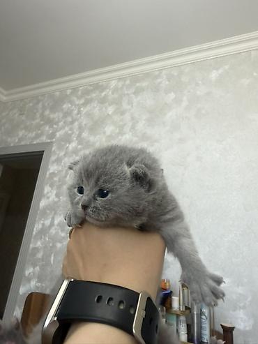 Pişiklər: Britan, Dişi — 7