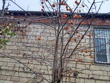 Bağ evlərinin satışı: Şirvan, 130 kv. m, 3 otaqlı, Hovuzsuz, Qaz, İşıq, Su — 6