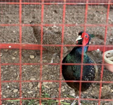 сколько стоит дворняжка: Продам фазанов