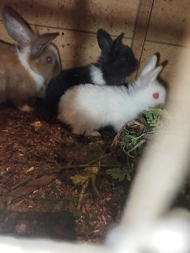 Dovşanlar: Karlik bala dovşanlar bala dovşanlar satılır dovşanlar dovşan — 8