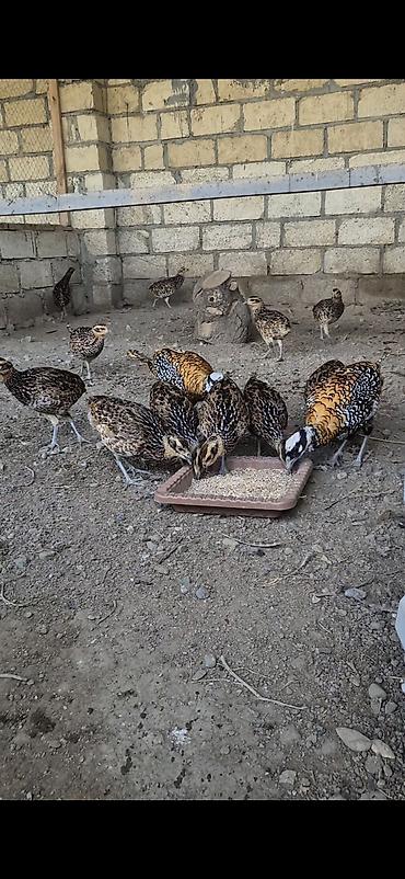 pisik su qabi: Kral qirqovulu tam saglam butun vaksinleri olunub catirilma var qiymet — 3