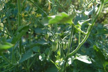 Другие услуги: Ищу бизнес партнера, инвестора, для выращивания овощей (открытый — 25