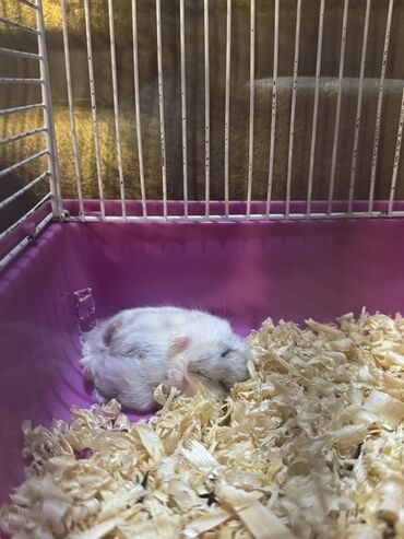 Gəmiricilər: Kiçik, ağ rəngli hamster yeni ev axtarır. Qəfəsdə taxta yonqarı ilə lalafo.az -da Gəmiricilər: Kiçik, ağ rəngli hamster yeni ev axtarır. Qəfəsdə taxta yonqarı ilə