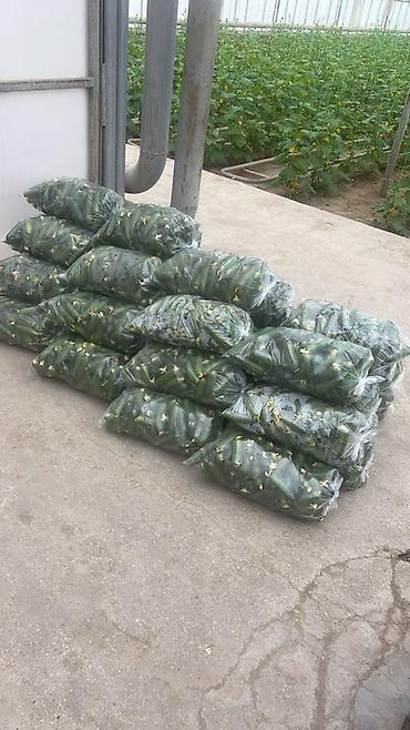 üzüm yarpağı: Məhsul: İstixana kornişon xiyarları Semkir xiyari di bubdeq var kisesi — 1