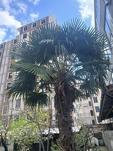 perde ucuz: Yelpək yarpaqlı palma ağacı Zaqatalada (Trachycarpus fortunei) - — 1