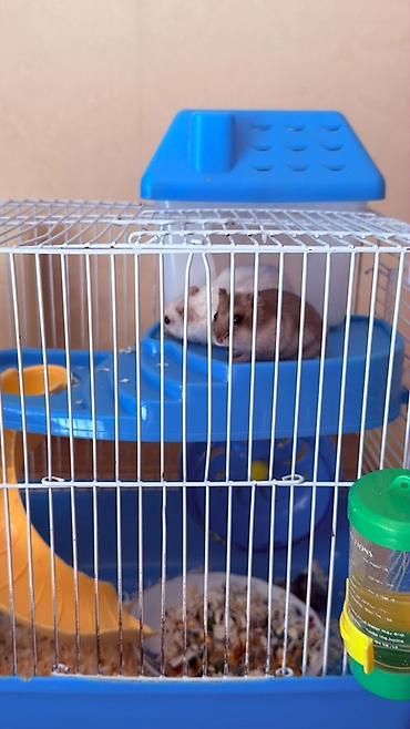 Hamster üçün tam dəst qəfəs Ağ və boz rəngli sevimli xamyaklardır