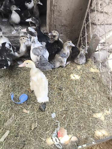 bildirçin əti satışı: Lal ördək balaları satılır qiymət 8 manatdan başlayır ünvan — 2
