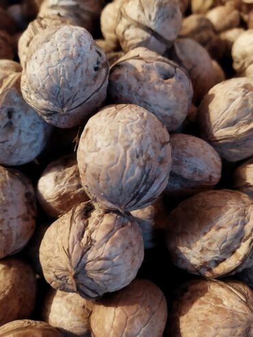 оптом орехи: Грецкий орех в скорлупе - Натуральные цельные орехи, неочищенные -