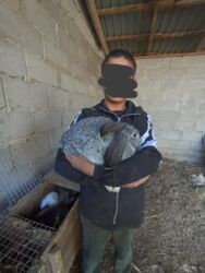 продажа домашних кур: Кролик самец