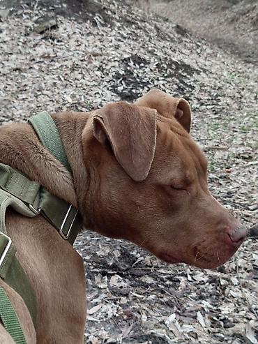 Зоотовары: Продаю в добрые руки — 5