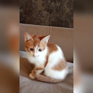 Отдам даром кошку: Котята-домоседы, короткошёрстные, 2 окраса: - Бело-рыжие: белая грудка — 4