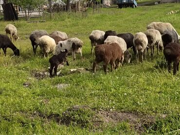 Бараны, овцы: Продаю | Овца (самка), Ягненок, Баран (самец) | На забой, Для разведения | Матка, Ярка, Ягнившаяся