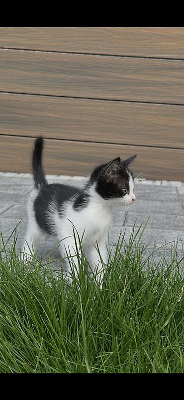 Продажа кошек: Отдам котят в добрые руки, котята приучены к лотки, кушают влажный и — 4