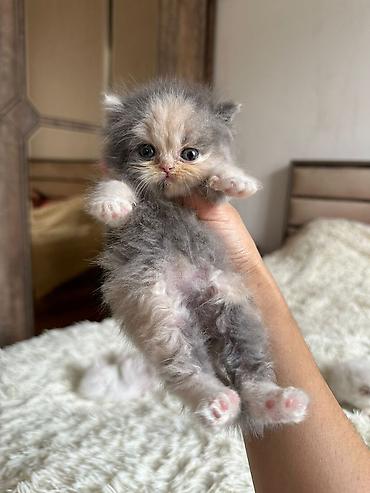 Pişiklər: Fars, Erkək, Dişi, Yaxşı əllərə, Ünvandan götürmə, Pulsuz çatdırılma, Ödənişli çatdırılma — 7