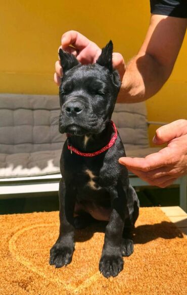 Psi: Cane corso, stenad 2 crne zenke i 2 sive zenke. Oštenjene 12.06.2025 na lalafo.rs — 2 Psi: Cane corso, stenad 2 crne zenke i 2 sive zenke. Oštenjene 12.06.2025 — 2