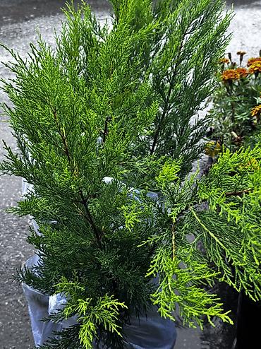 gul toptan satis: Limon servi 🌲 və ya Limonni yolka 🍋 Günəşi sevdiyi üçün terrasda — 2