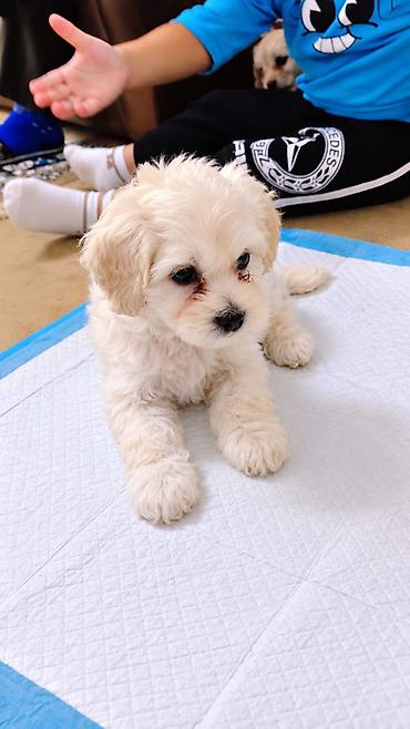 it pekines: Şpitz, Sənədli — 6
