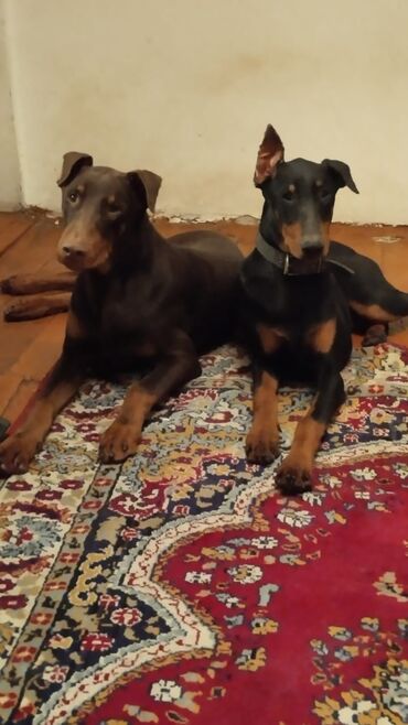 İtlər: Doberman, 6 ay, Dişi, Ünvandan götürmə, Pulsuz çatdırılma