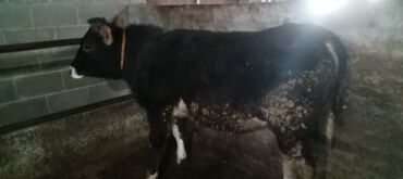 Коровы, быки: Продаю | Бык (самец) | Алатауская | На откорм, Для разведения — 14