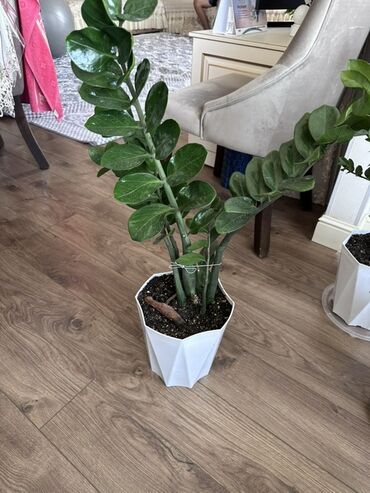 Замиокулькас (Долларовое дерево): Замиокулькас, также известный как долларовое дерево, представлен в — 9