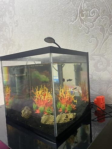 Akvariumlar: Dördbucaq akvarium, Balıqlarla birlikdə, 27 l — 1