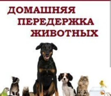 pikines it: Heyvanarin evde saxlanci, telimi, terbiyesi. Ev warayetinde baxilir