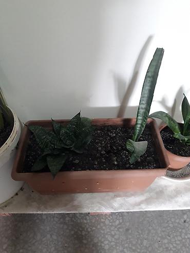 gül toxum satışı: Məhsul: Sansevieria (Əjdaha dili, Qaynana dili) – müxtəlif ölçülərdə — 4