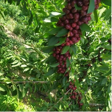 Ağaclar: Yalnız bizim təsərfatimizda bölgələrə uyğun olaraq ağacların kok — 22