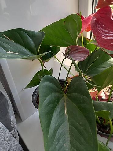 Антуриумы: Антуриум (Anthurium andreanum) в горшке. - Эффектные красные — 16