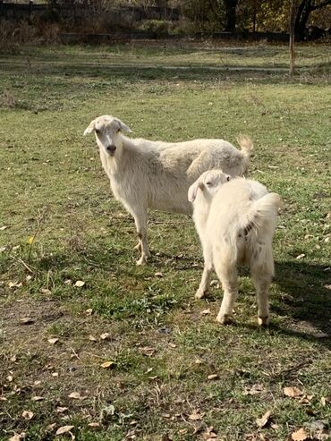 жылкы уй: Продаю | Коза (самка) | Для разведения
