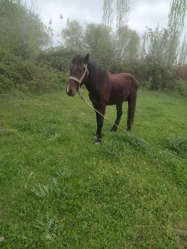 Atlar: Erkək, il: 5 — 3