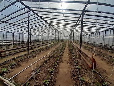 Torpaq sahələrinin satışı: Kənd təsərrüfatı — 8