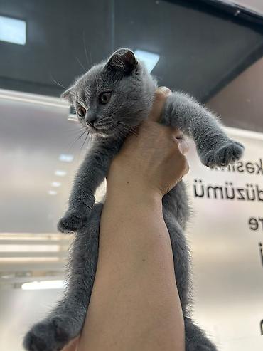 jersey cinsi: Boz tüklü balaca pişik balası - Cins: boz tük örtüklü, yumşaq və sıx — 3