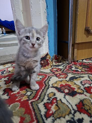 ищу котят: Отдаю котят в добрые руки 1 девочка возраст третий месяц 1 мальчик — 10